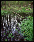 Sumpf • Wald • Fototapeten • Berlintapete • Feuchtgebiet (Nr. 2704)