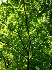 Blätterdach • Wald • Fototapeten • Berlintapete • gegenlicht (Nr. 3550)