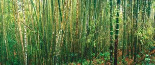 Bambus • Wald • Fototapeten • Berlintapete • Bambus Panorama (Nr. 3859)