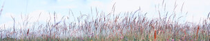 GRAS XXL • Flora • Fototapeten • Berlintapete • Wiesenbild (Nr. 7787)