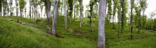 Wald XXL Panoramen • 8K Ultra HD-TEXTURES • Fototapeten • Berlintapete • Nr. 3017