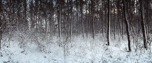 FENGSHUI 4  • Image gallery • Berlintapete • Snowforest (No. 6385)