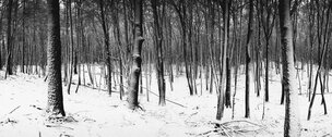 FENGSHUI 4  • Image gallery • Berlintapete • Winter forest (No. 6847)