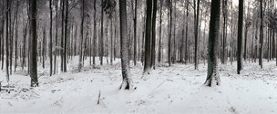 FENGSHUI 4  • Image gallery • Berlintapete • Winter forest (No. 6848)