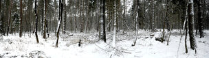 Holz & Schnee • Wald • Fototapeten • Berlintapete • Nr. 7887