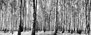 Black & White II • Wald • Fototapeten • Berlintapete • Birkenwald (Nr. 7940)