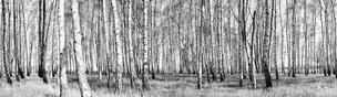Black & White II • Wald • Fototapeten • Berlintapete • Birkenwald (Nr. 7941)