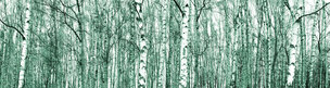 Birken • Wald • Fototapeten • Berlintapete • Birkenwald (Nr. 8151)
