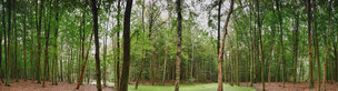 beech wood 360 degrees • Forest • Photo Murals • Berlintapete • Woodpanorama (No. 9721)