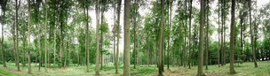 Buchenwald 360 Grad • Wald • Fototapeten • Berlintapete • Buchenwaldpanorama (Nr. 9725)