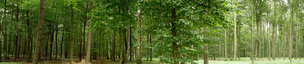 beech wood 360 degrees • Forest • Photo Murals • Berlintapete • Woodpanorama (No. 9727)