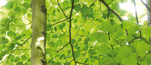 Blätterdach • Wald • Fototapeten • Berlintapete • Blätter (Nr. 6510)