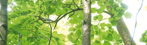Blätterdach • Wald • Fototapeten • Berlintapete • Blätter (Nr. 6511)