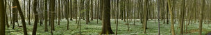 FRÜHLINGSWALD XXL • Wald • Fototapeten • Berlintapete • Buchenwald im Frühjahr (Nr. 9755)