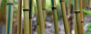 BAMBUS XXL • Wald • Fototapeten • Berlintapete • Bambus (Nr. 5811)