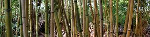 BAMBUS XXL • Wald • Fototapeten • Berlintapete • Bambus (Nr. 5812)