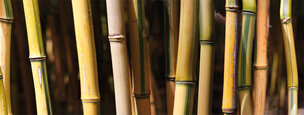 BAMBUS XXL • Wald • Fototapeten • Berlintapete • Bambus (Nr. 5815)