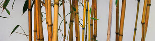 BAMBUS XXL • Wald • Fototapeten • Berlintapete • Bambus (Nr. 5818)