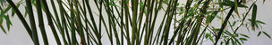 BAMBUS XXL • Wald • Fototapeten • Berlintapete • Bambus (Nr. 5819)