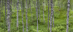 Birken 2 • Wald • Fototapeten • Berlintapete • Norwegischer Birkenwald (Nr. 9161)
