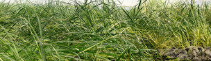 GRAS XXL • Flora • Fototapeten • Berlintapete • Grassground (Nr. 14978)