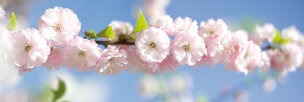 Ingo Friedrich (Airart) • Image gallery • Berlintapete • Almond  pink blossom (No. 8425)