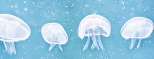 Ingo Friedrich (Airart) • Image gallery • Berlintapete • jellyfish (No. 9331)