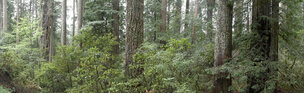 Wald XXL Panoramen • 8K Ultra HD-TEXTURES • Fototapeten • Berlintapete • Waldstück Buche (Nr. 10075)