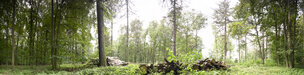 Wald XXL Panoramen • Wald • Fototapeten • Berlintapete • Waldstück Buche (Nr. 10077)