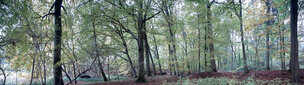 Wald XXL Panoramen • 8K Ultra HD-TEXTURES • Fototapeten • Berlintapete • Waldstück Buche (Nr. 10078)