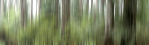 ABSTRAKTER WALD XXL • Wald • Fototapeten • Berlintapete • Redwood bei Seattle (Nr. 10080)