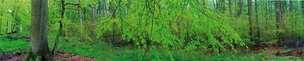 Aram Radomski Individuelle Fototapeten (Cluster 3d - Fototapete) • Bildgalerie • Berlintapete • schön grün (Nr. 5581)