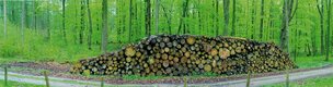 Baumstapel • Wald • Fototapeten • Berlintapete • schön grün (Nr. 5585)