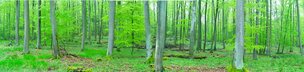 FRÜHLINGSWALD XXL • Wald • Fototapeten • Berlintapete • schön grün (Nr. 5586)