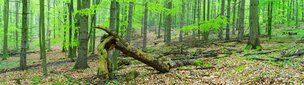 FRÜHLINGSWALD XXL • Wald • Fototapeten • Berlintapete • schön grün (Nr. 5587)