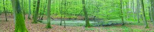 FRÜHLINGSWALD XXL • Wald • Fototapeten • Berlintapete • schön grün (Nr. 5590)