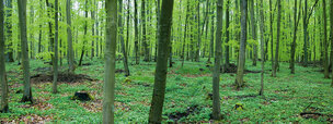 FRÜHLINGSWALD XXL • Wald • Fototapeten • Berlintapete • schön grün (Nr. 7224)