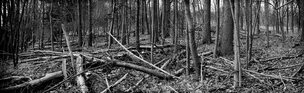 Black & White II • Wald • Fototapeten • Berlintapete • Dark Forest (Nr. 9111)