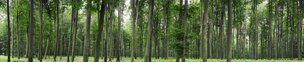 Buchenwald 360 Grad • Wald • Fototapeten • Berlintapete • Buchenwald bei Schlicht (Nr. 9167)
