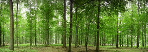 Wald XXL Panoramen • 8K Ultra HD-TEXTURES • Fototapeten • Berlintapete • Buchenwald bei Schlicht (Nr. 9169)