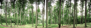 Buchenwald 360 Grad • Wald • Fototapeten • Berlintapete • Buchenwald bei Schlicht (Nr. 9170)