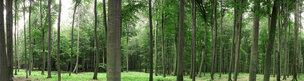 Buchenwald 360 Grad • Wald • Fototapeten • Berlintapete • Buchenwald bei Schlicht (Nr. 9173)
