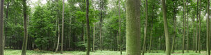 beech wood 360 degrees • Forest • Photo Murals • Berlintapete • No. 9174