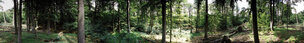 Buchenwald 360 Grad • Wald • Fototapeten • Berlintapete • Buchenwaldpanorama (Nr. 6812)
