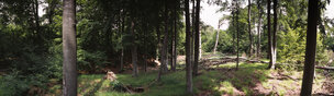 Wald XXL Panoramen • 8K Ultra HD-TEXTURES • Fototapeten • Berlintapete • Buchenwaldpanorama (Nr. 6813)
