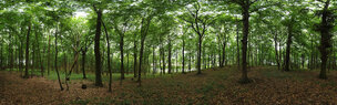 Buchenwald 360 Grad • Wald • Fototapeten • Berlintapete • 360 DEGREES FOREST (Nr. 6867)