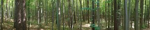 Buchenwald 360 Grad • Wald • Fototapeten • Berlintapete • Nr. 5613