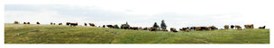 far look • Landscape • Poster Shop • Berlintapete • (H/B) 46,5 cm x 260 cm (No. 5624) far look • Landscape • Poster Shop • Berlintapete • (H/B) 46,5 cm x 260 cm (No. 5624)
