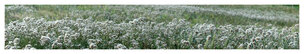 far look • Landscape • Poster Shop • Berlintapete • (H/B) 46,5 cm x 260 cm (No. 5729) far look • Landscape • Poster Shop • Berlintapete • (H/B) 46,5 cm x 260 cm (No. 5729)