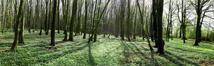 FRÜHLINGSWALD XXL • Wald • Fototapeten • Berlintapete • Green Forest 2011 (Nr. 8444)